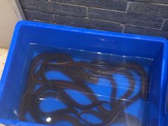 -元银甲·湖北地标美食(汉阳店)
