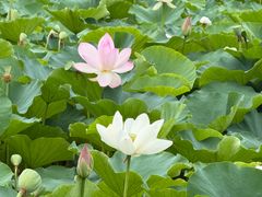 -莲花池公园