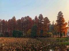 -东湖磨山景区