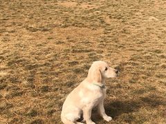 -趣玩宠物乐园寄养训犬训狗游泳池