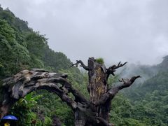 -龙湾潭国家森林公园