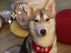 养乐多-Husky Go! 哈士奇体验馆·宠物咖啡厅狗咖