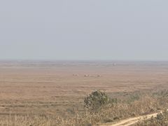 -盐城丹顶鹤湿地生态旅游区