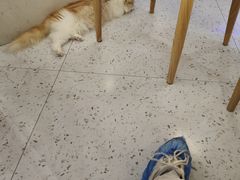 -喵园·猫主题咖啡厅·撸猫·猫咖(国贸店)