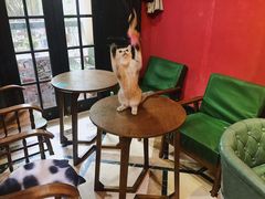 -猫色咖啡·猫咖