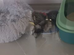 -糯米喵星人总部直营旗舰店·猫舍·幼猫出售