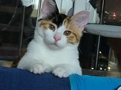 -达爱动物医院·犬猫分区·CT·复杂眼科(远洋山水分院)