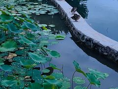 -莲花池公园