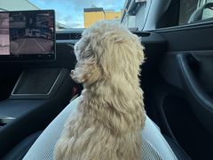 -翊宠yipet猫狗购宠庄园犬舍•猫舍