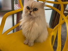 -喵屿·大理花园猫咖