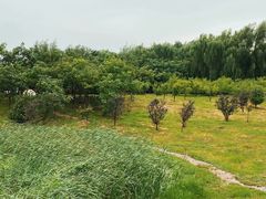 -丁香湖公园