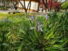 -桃花堤公园