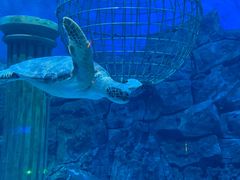 -芜湖新华联大白鲸海洋公园