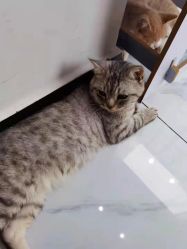 -飞梵造型