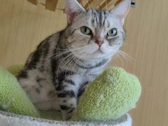 -飞行喵MR PILOT|猫舍·猫咖(静安大融城店)