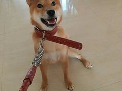 -欧奕国际动物医院