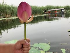 -白洋淀景区