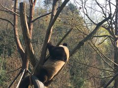 -都江堰中华大熊猫苑