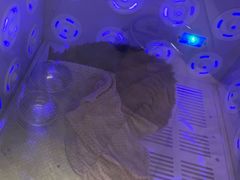 -佳雯宠物医院·皮肤科·内外科(春晓路分院)