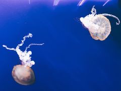 -新加坡海洋生态馆
