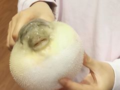 -肆月河豚·新淮扬(金融街店)