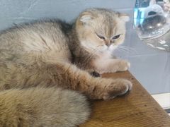 -豆逗聊愈猫阁Easy Life