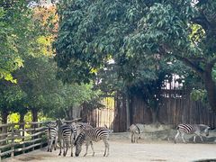 -泉州海丝野生动物世界