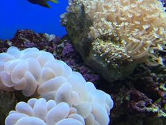 -御唐府海珊瑚主题餐厅