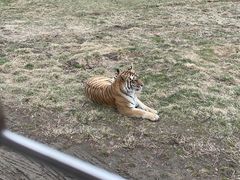-横道河子东北虎林园