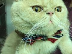 -瑞鹏宠物医院·骨科·猫科·内科(第一中心)