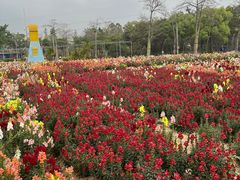 -广东花都香草世界旅游度假区