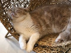 -飞行喵MR PILOT|猫舍·猫咖(静安大融城店)