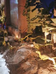 -恐龙探索乐园(磁器口店)