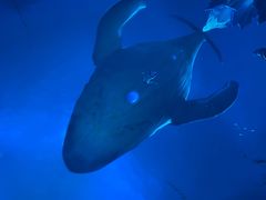 -芜湖方特东方神画