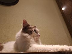 -more than meow吴止猫主题餐厅(承德 中船汇店)