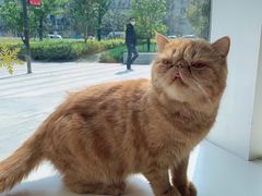 -飞行喵MR PILOT|猫舍·猫咖(静安大融城店)