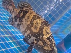 -同喜烤鸭店(光芒店)