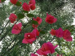 -东寨港红树林旅游区