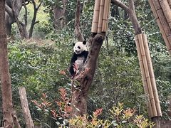 -成都大熊猫繁育研究基地