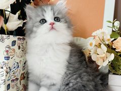 -小猫来了·猫舍(红山六九七九店)