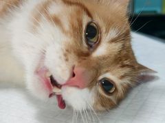 -爱贝特动物医院·猫口炎专科