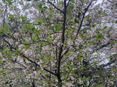 -武汉大学-樱园