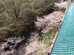 -武汉大学-樱园