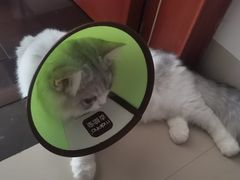 -御宝贝·A梦猫科宠物医院(国际猫友好医院)