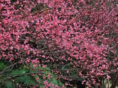 -上海吴淞炮台湾国家湿地公园