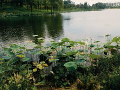 -东郊湿地公园
