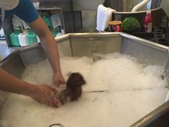-PETKIT小佩宠物(古北店)
