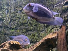 -上海海洋水族馆