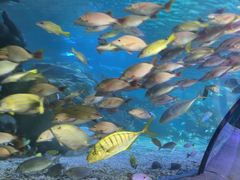 -太平洋海底世界