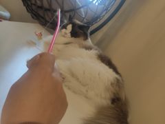 -滚猫咖啡·猫咖·猫友好撸猫(未来城店)